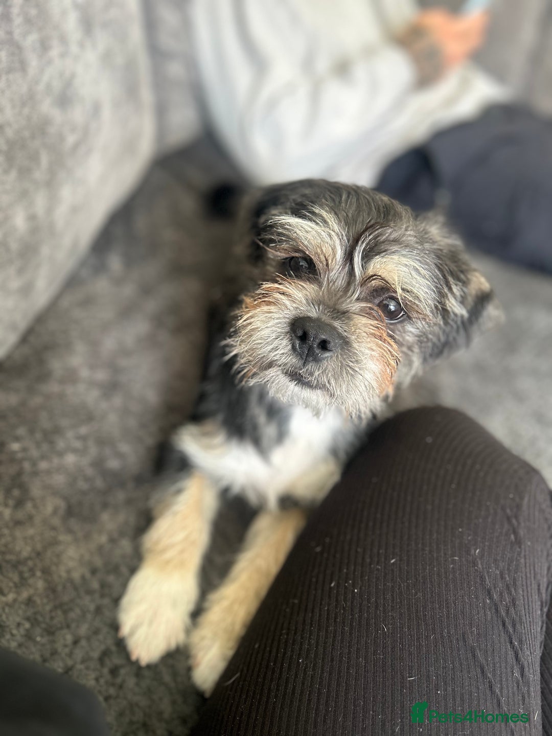 Shorkie dogs for sale: Looking to rehome our teddy - Image 4