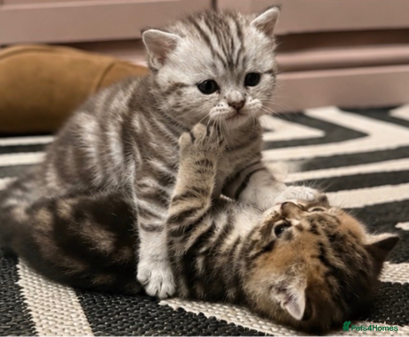 Exotic cats Exotic Shorthair Cross Kittens - Advert 6