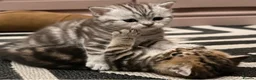 Exotic cats for sale: Exotic Shorthair Cross Kittens - Advert 1