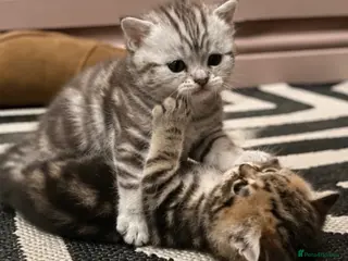 Exotic cats Exotic Shorthair Cross Kittens - Advert 6
