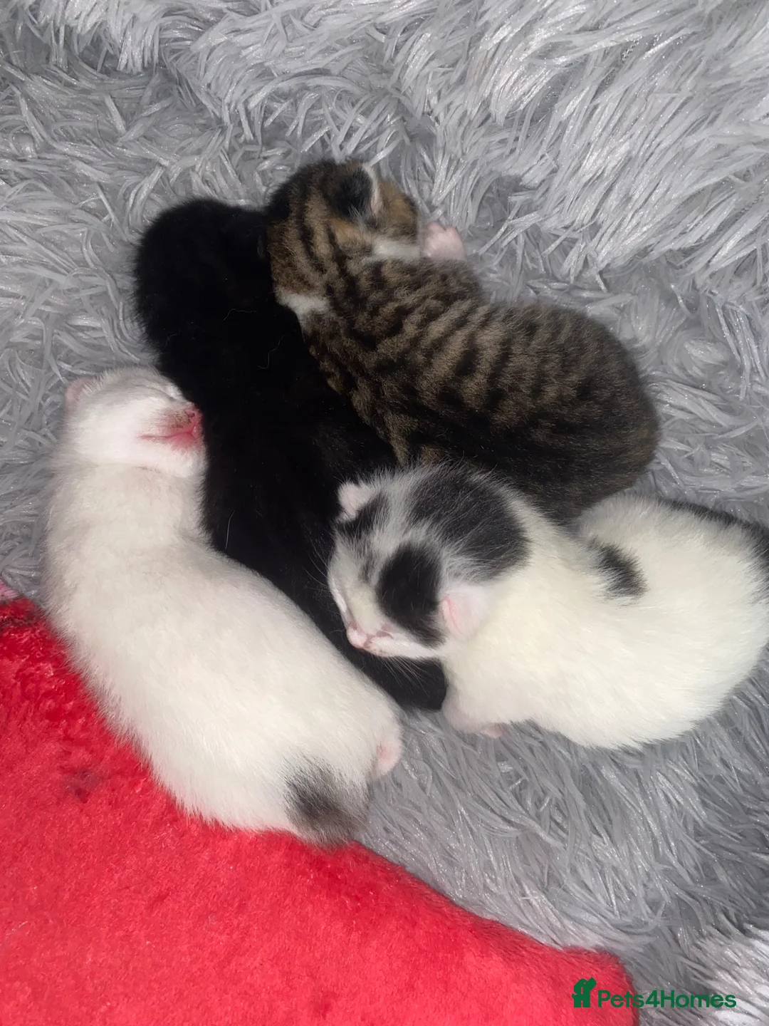 Mixed Breed cats for sale: Beautiful mixed breed kittens.  - Advert 2