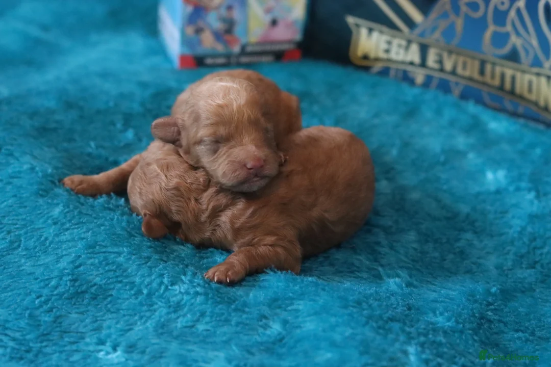 Maltipoo dogs for sale: 4 Maltipoo Puppies - 2 Apricot Girls & 2 Red Boys - Advert 11