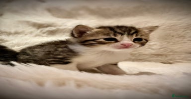 Ragdoll cats ✨ Exquisite Ragdoll-Bengal Baby Kittens ✨ - Advert 2