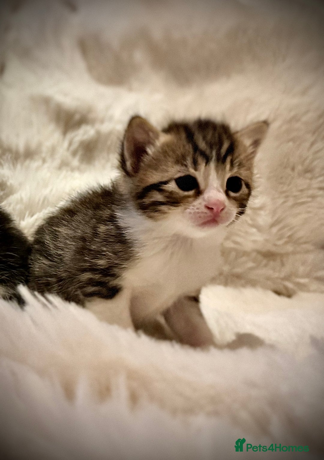 Ragdoll cats for sale: ✨ Exquisite Ragdoll-Bengal Baby Kittens ✨ - Advert 2