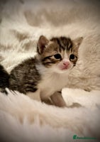 Ragdoll cats ✨ Exquisite Ragdoll-Bengal Baby Kittens ✨ - Advert 2