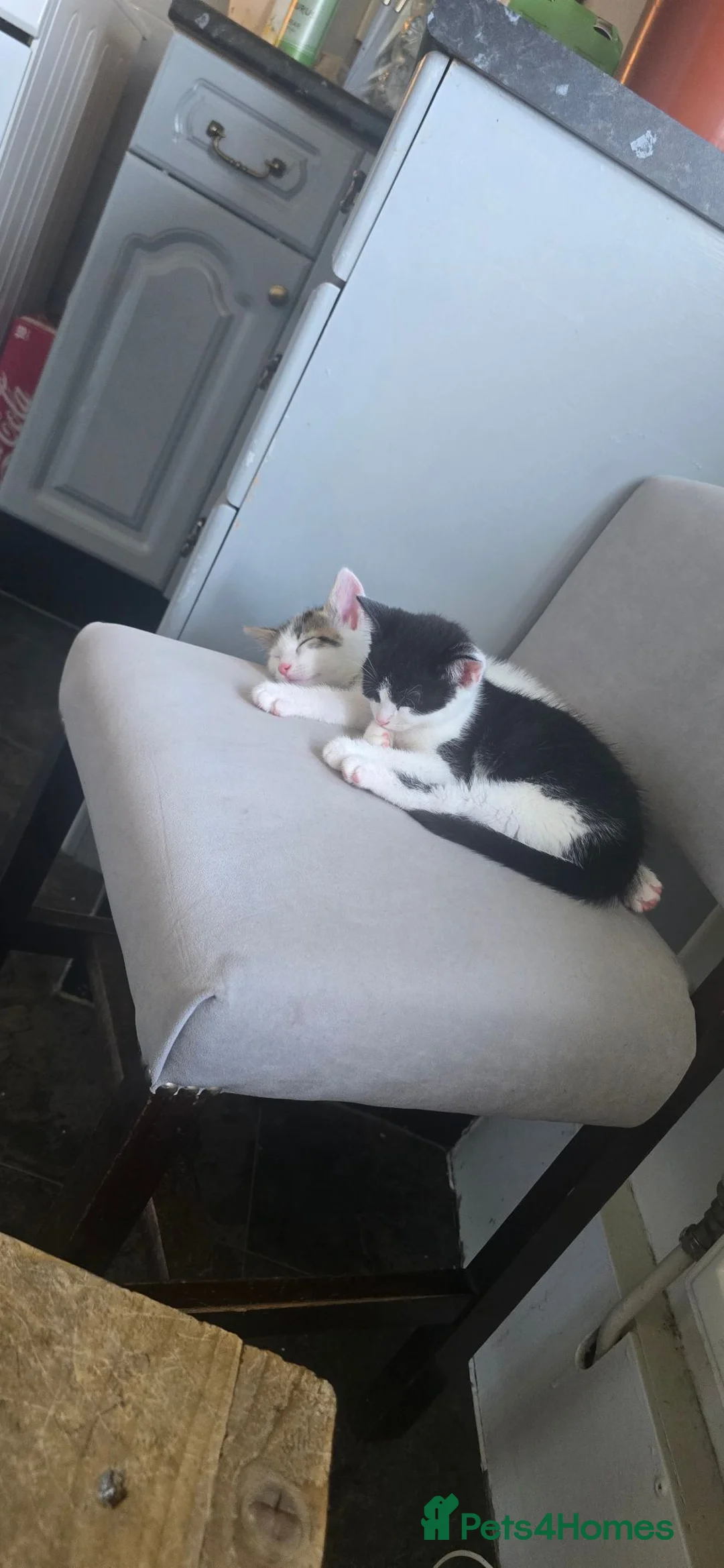 Mixed Breed cats for sale: 6 month old kittens  - Advert 2