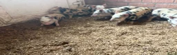 Pig livestock for sale: Julianna piglets for sale  in Bedworth - Advert 7