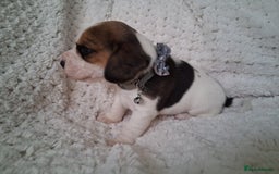 Beagle dogs for sale: KC Registered beagle puppies - Image 15