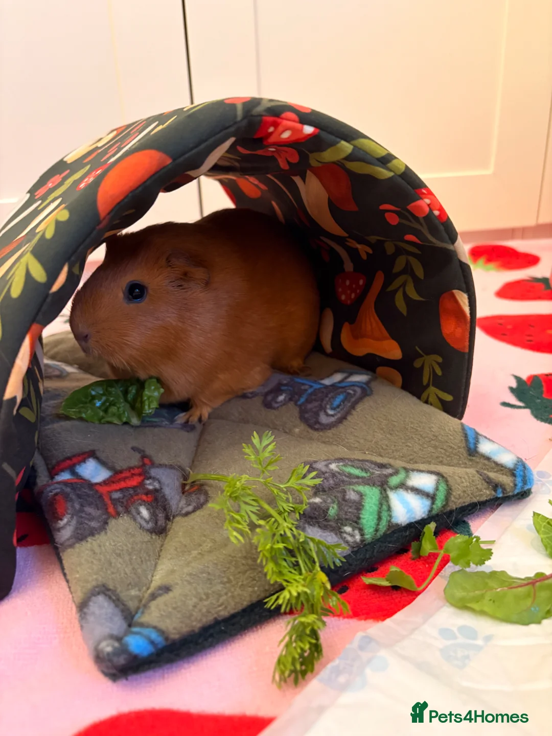 Guinea Pig rodents for sale: Beautiful Female Guinea Pigs - Advert 2