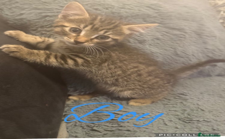 Mixed Breed cats - Advert 7