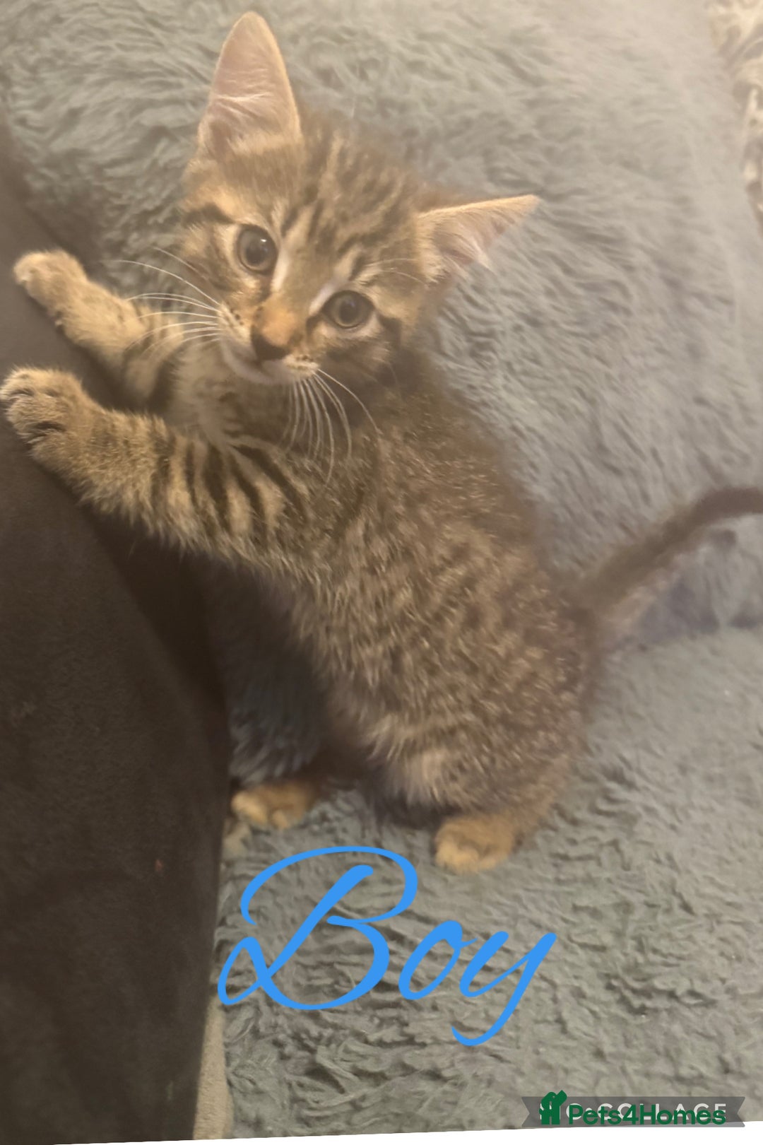 Mixed Breed cats for sale: 2 kittens for sale - Image 1