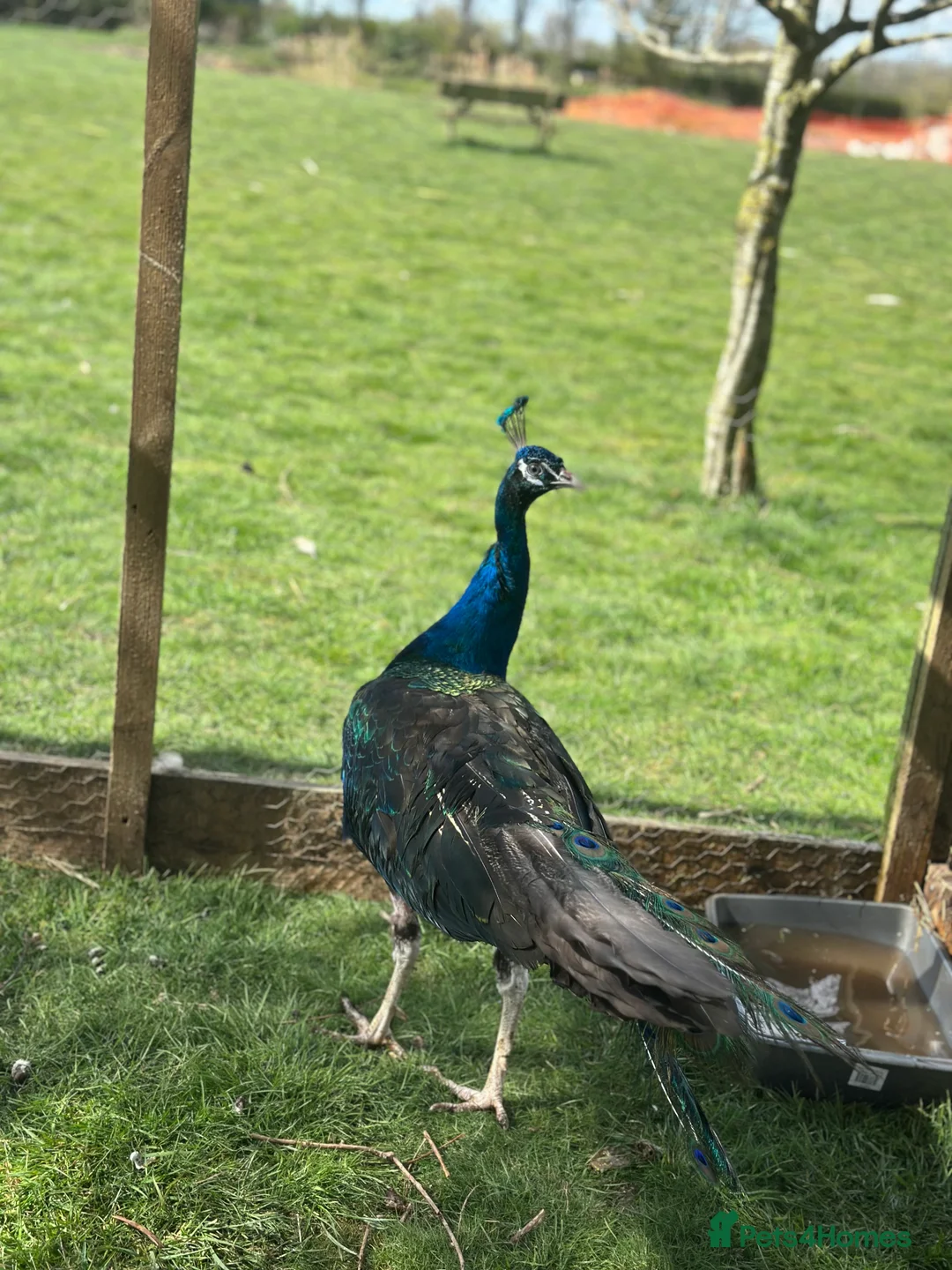 Peafowl poultry for sale: Blue Indian and black shoulder peafowl available  - Advert 7