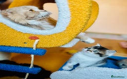 Scottish Fold cats for sale: Scottish Fold Pedigree Kittens in Romford - Image 13