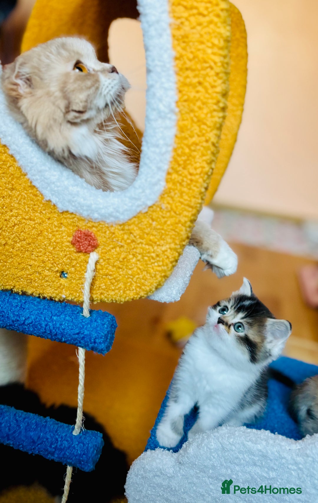 Scottish Fold cats for sale: Scottish Fold Pedigree Kittens in Romford - Image 13