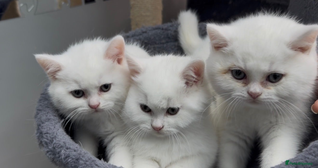 British Shorthair cats ✨⭐️Beautiful White British shorthair kittens⭐️✨ - Advert 1