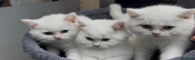Kitten 1