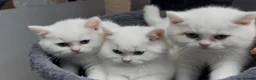 British Shorthair cats for sale: ⭐️GCCF registered British shorthair kittens⭐️ - Advert 26