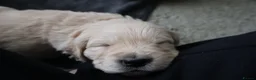 Golden Retriever dogs for sale: Beautiful Golden Retriever Puppies - Advert 9
