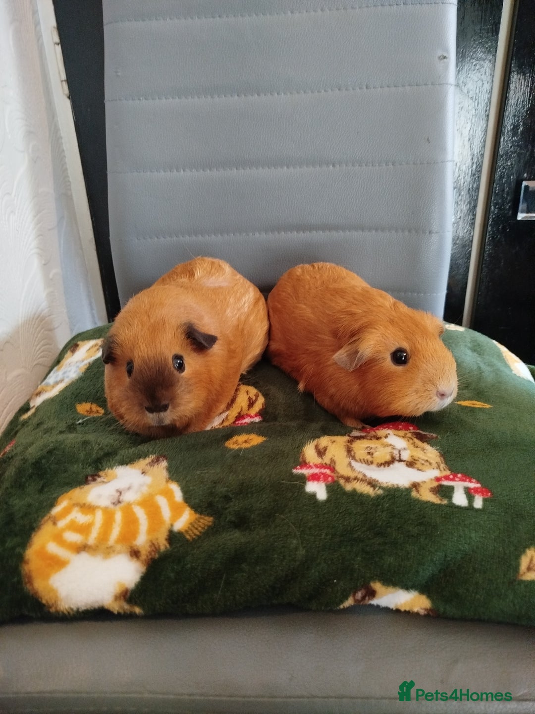 Guinea Pig rodents for sale: Pair of sows - Advert 1