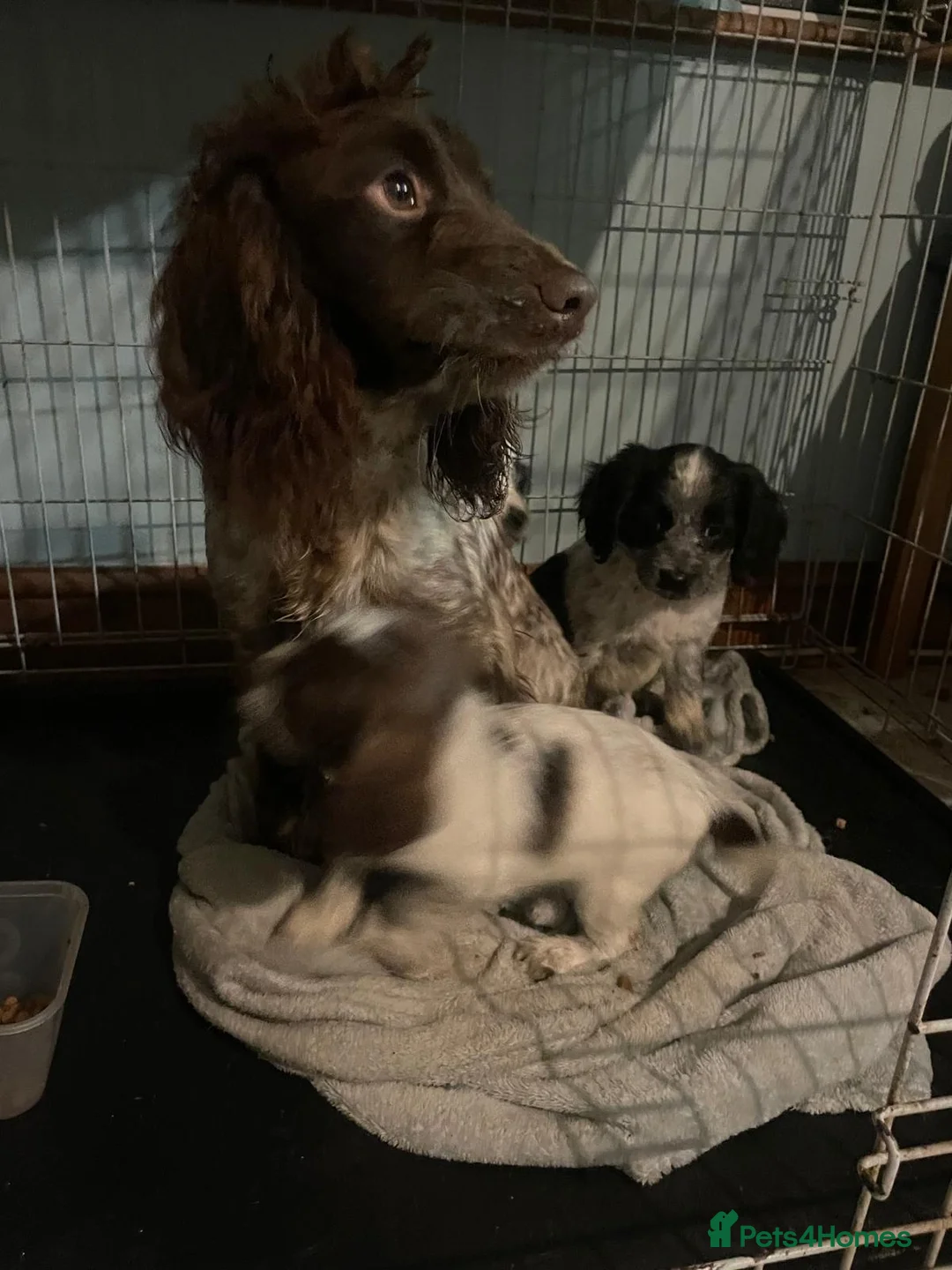 Cocker Spaniel dogs for sale: Cocker spaniel  in Portsmouth - Advert 4