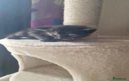 Mixed Breed cats for sale: Eu**an Short Haired Kittens - Image 2