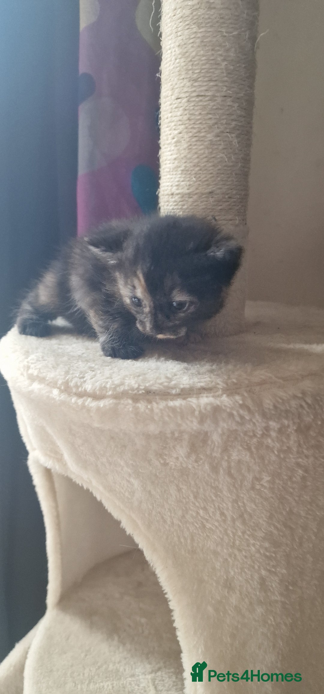 Mixed Breed cats for sale: Eu**an Short Haired Kittens - Image 2