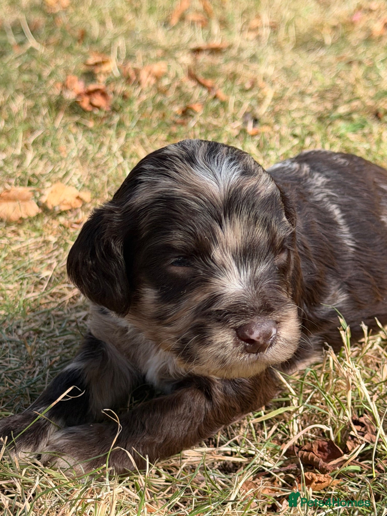 Sproodle dogs F1 Merle Sproodles FULLY DNA 5⭐️ Licensed Breeder - Advert 1