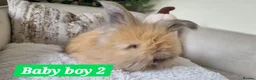 Angora rabbits for sale: Beautiful baby full breed Angoras - Advert 7
