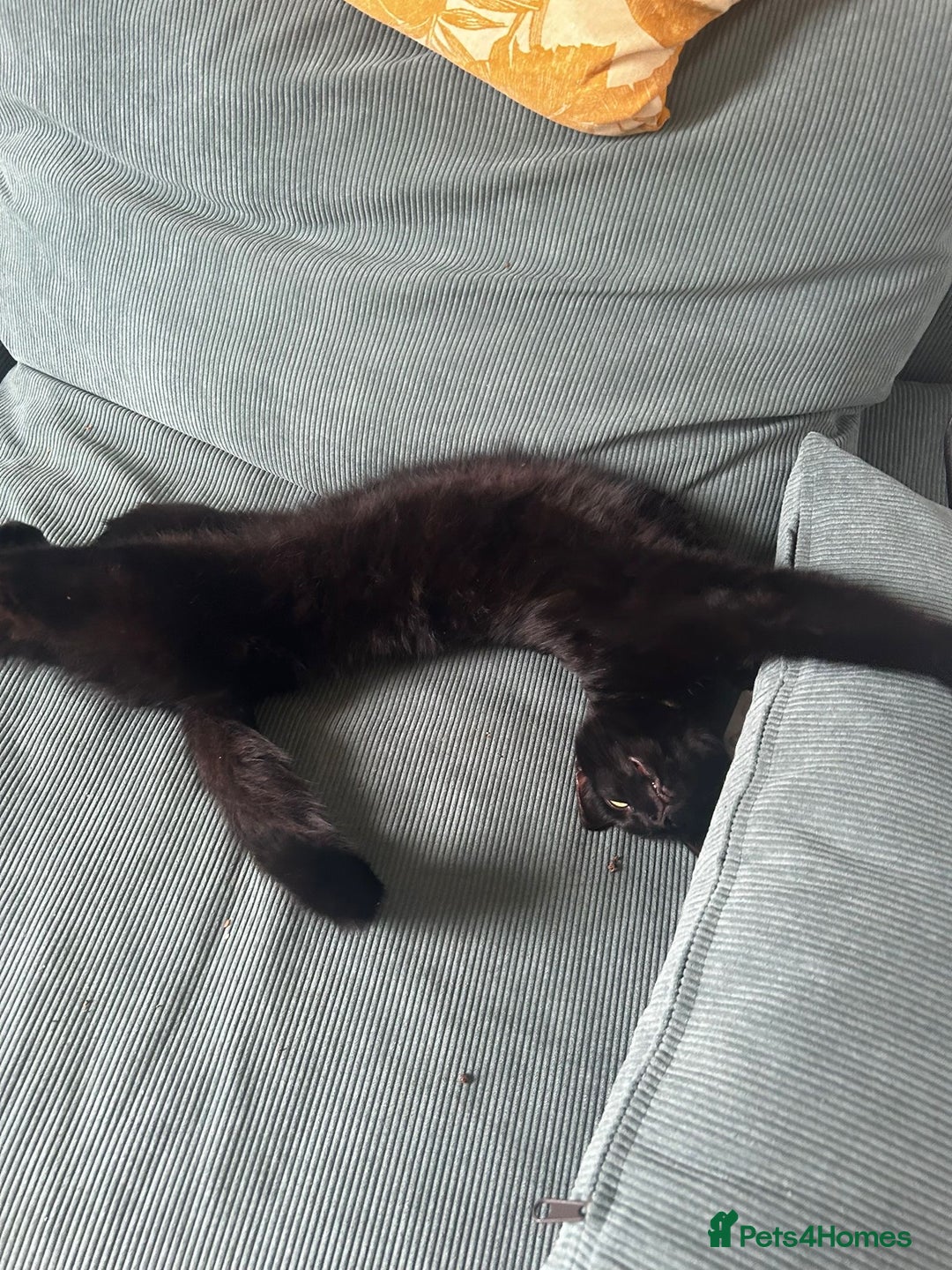 Mixed Breed cats for sale: Skitty - Advert 5