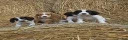 Cocker Spaniel dogs for sale: READY Now 1st vacc working cockers - Advert 1