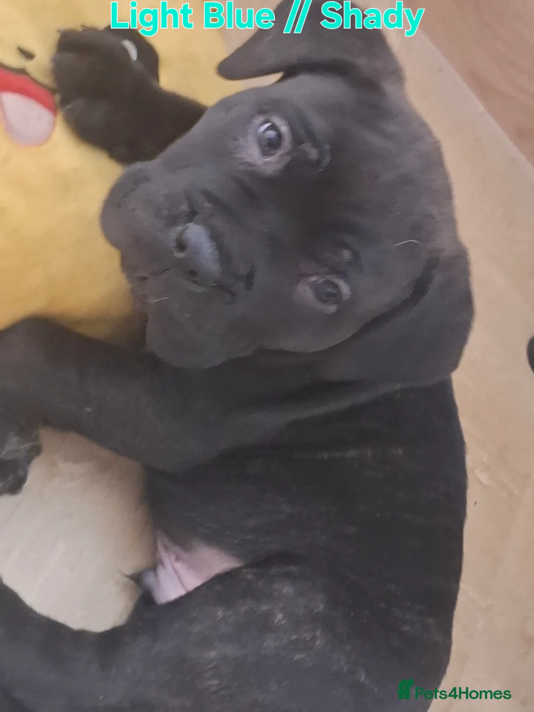 Mixed Breed dogs for sale: Litter of 10 Beautiful, Chunky Puppies - Advert 5