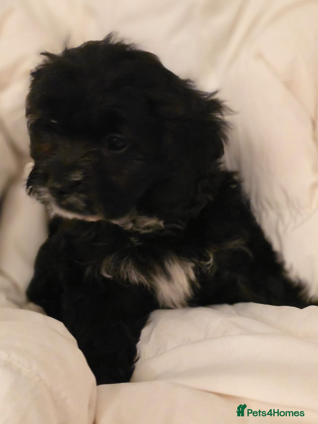 Cavapoo dogs for sale: TOY CAVAPOO BOY - Advert 15