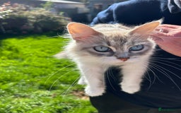 Siberian cats for sale: Siberian GCCF. kittens no hidden cost ready 6 oct  - Image 6