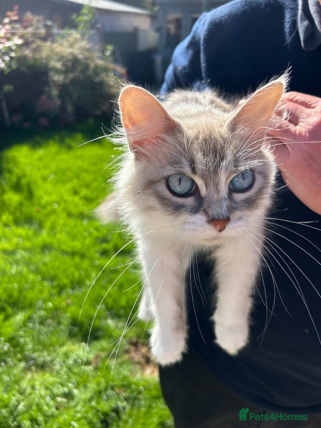 Siberian cats for sale: Siberian GCCF. kittens no hidden cost ready 6 oct  - Image 6