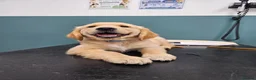 Golden Retriever dogs for sale: READY TO LEAVE Litter of Golden Retriever puppies - Advert 19