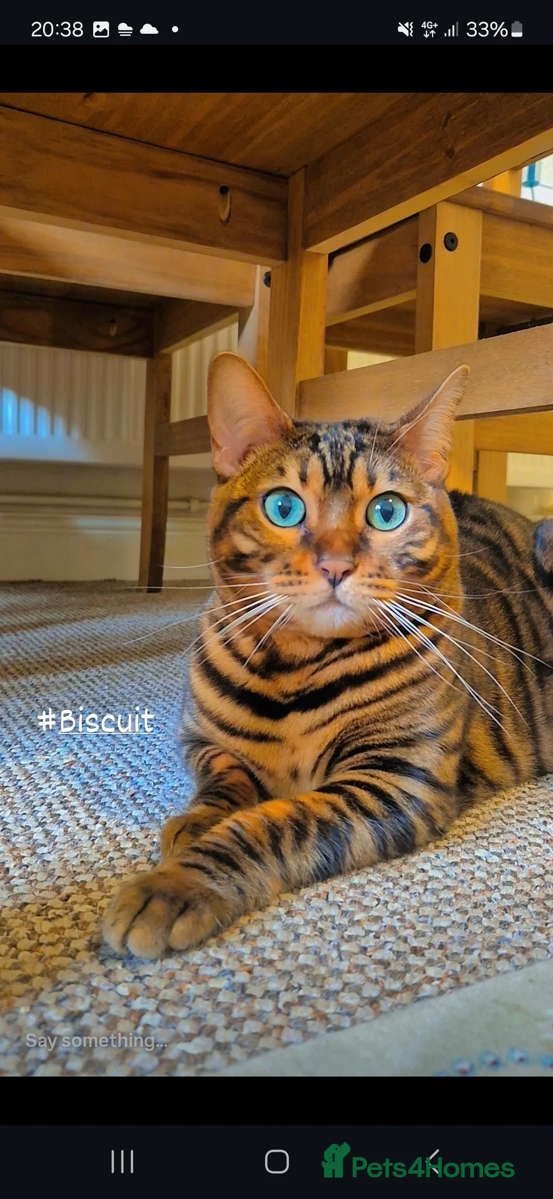 Bengal cats for sale: Adorable Cat “Biscuit” - Advert 1