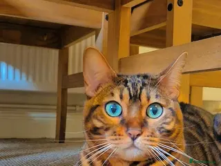 Bengal cats Adorable Cat “Biscuit” - Advert 1