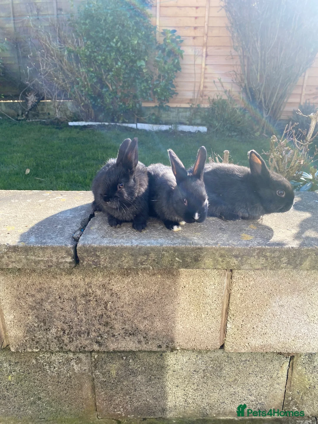 Mixed Breed rabbits for sale: Baby rabbits for sale.  - Advert 1