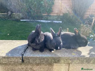 Mixed Breed rabbits Baby rabbits for sale. - Advert 2