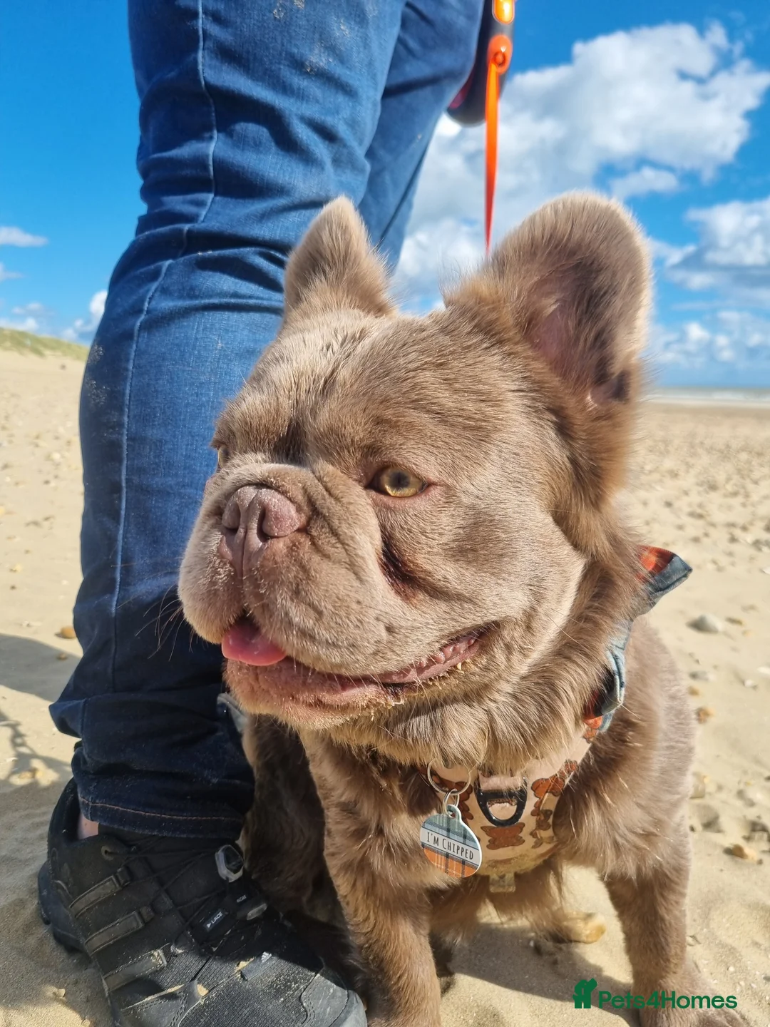 French Bulldog dogs for stud: *STUD* KC NEW SHADE ISABELLE FLUFFY FRENCH BULLDOG in Tonbridge - Advert 9