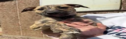 Lurcher dogs for sale: 9 lurcher pups in Skegness - Advert 10