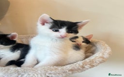 British Shorthair cats for sale: Kittens for sale - Image 18