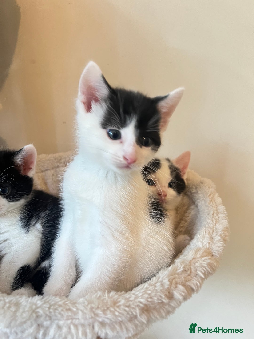 British Shorthair cats for sale: Kittens for sale - Image 18