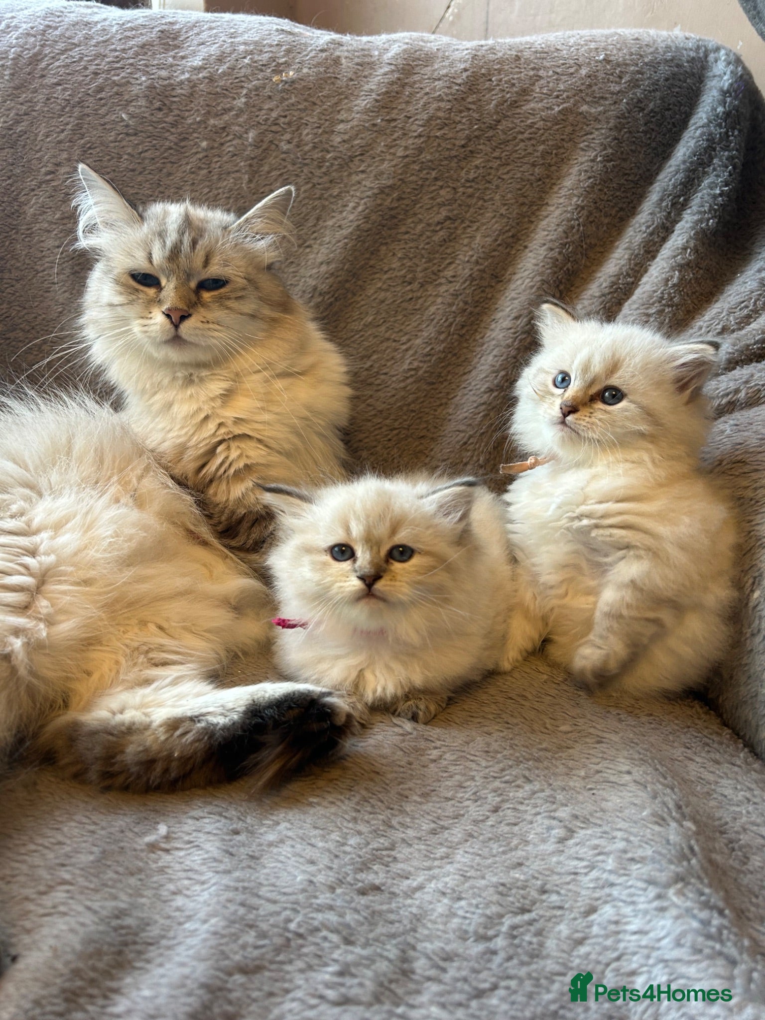 Siberian cats TICA Registered Siberian Kittens  - Advert 2