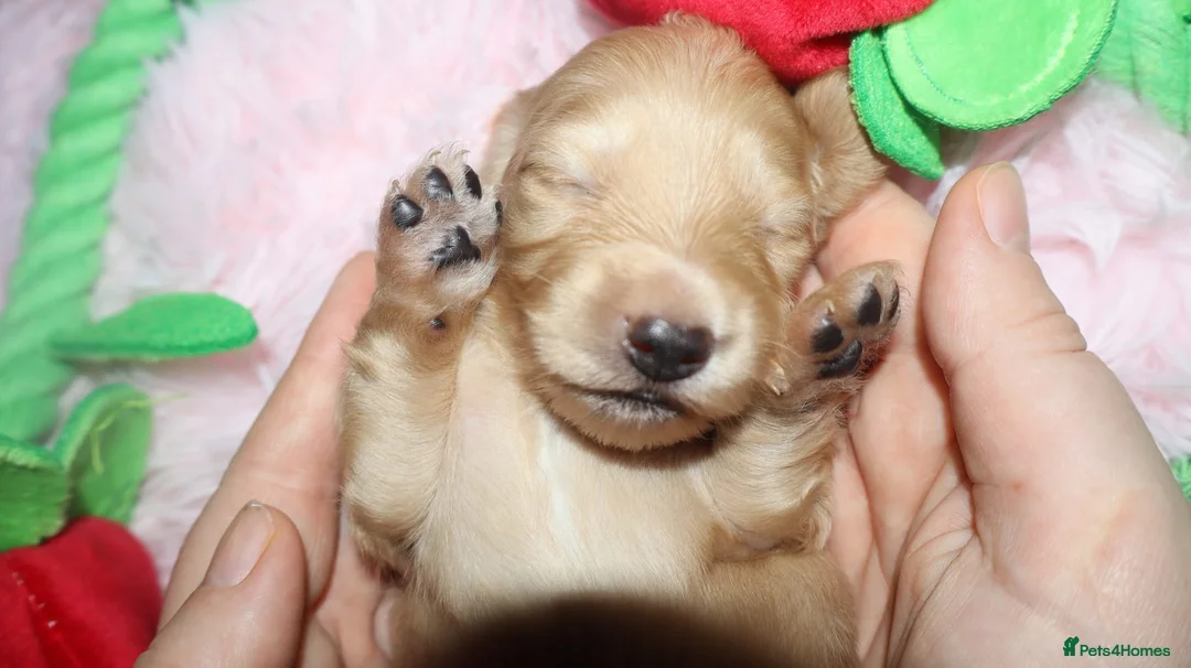 Miniature Dachshund dogs for sale: KC Reg. Longhaired Full Cream Mini Dachshunds 💛🐾 - Advert 5