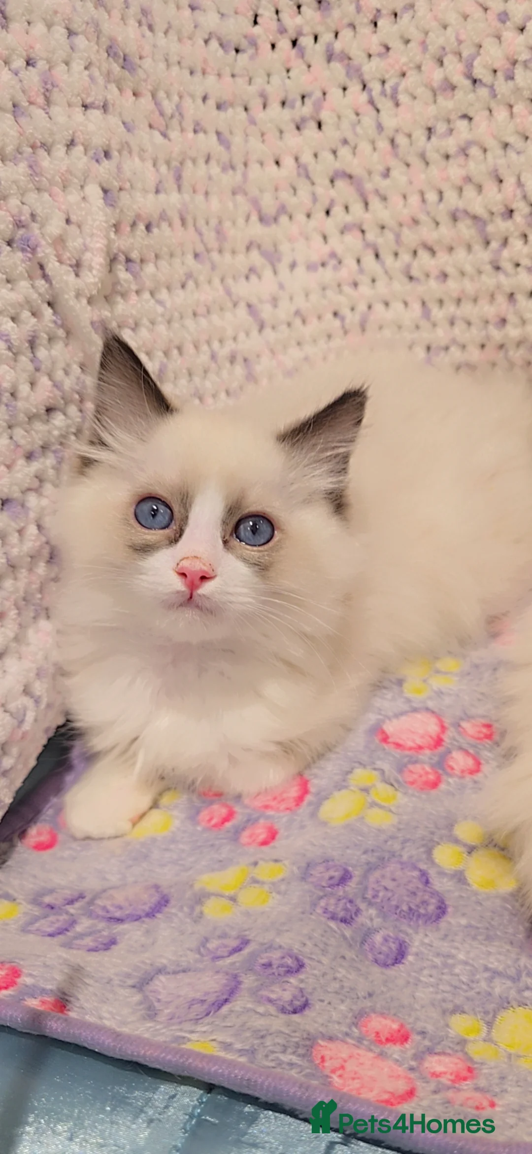 Ragdoll cats for sale: TICA REGISTERED KITTENS/Active - Advert 23