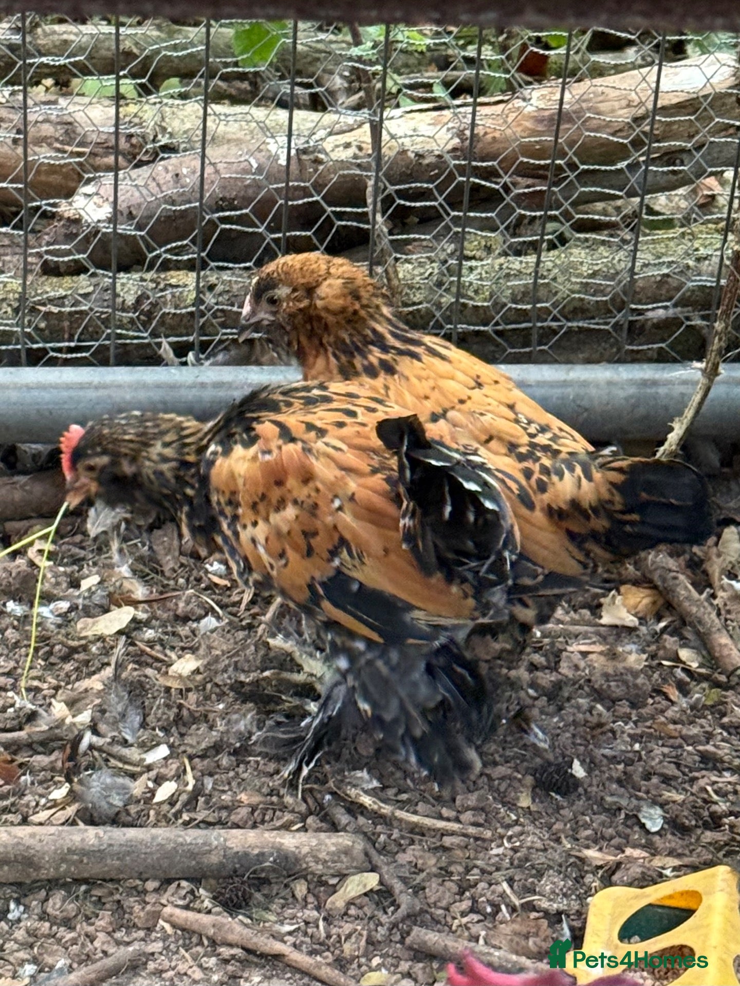 Chickens poultry barbu d’uccle bantams - Advert 22