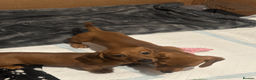 Miniature Dachshund dogs for sale: REDUCED £850| 2 RED GIRLS LEFT ready to leave.  - Advert 3