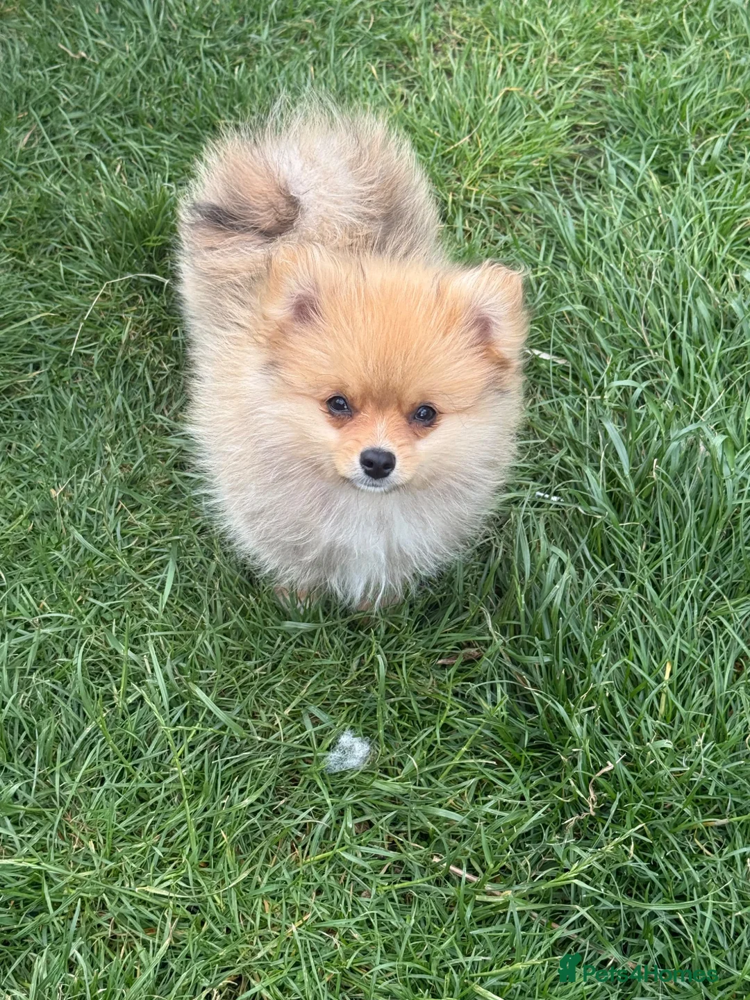 Pomeranian dogs for sale: Fluffy pomeranian boys for sale - Advert 8