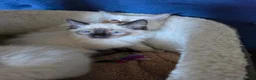 Ragdoll cats for sale: Registered/Pedigree/Stunning/Ragdolls  - Advert 11